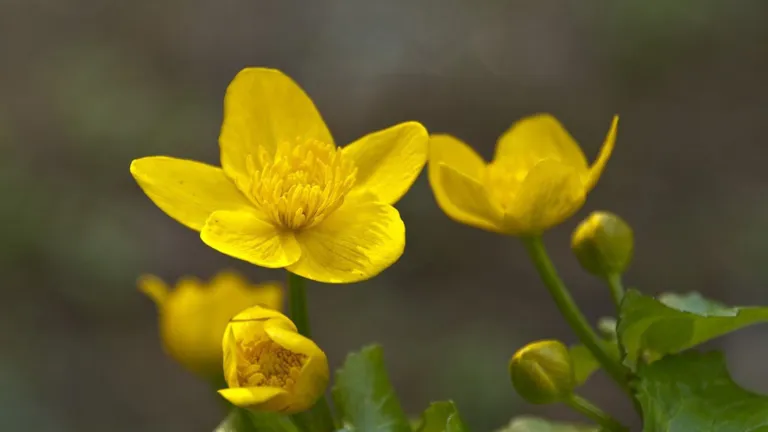Dotterbloem