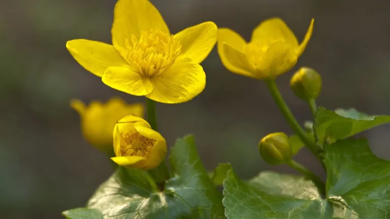 Dotterbloem