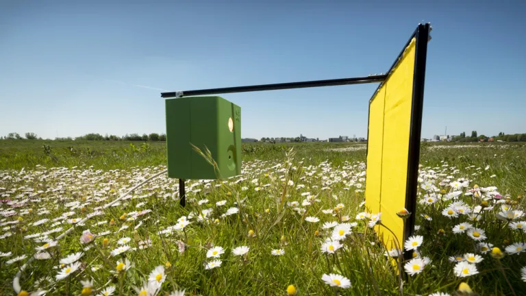 Insecten camaraval