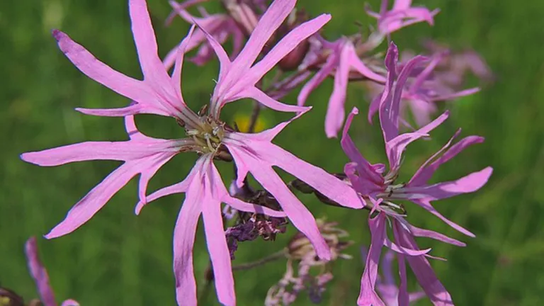 koekoeksbloem