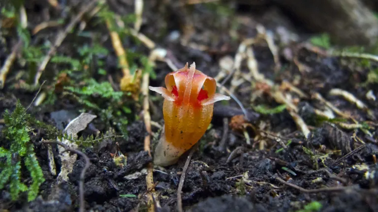 Planten en schimmels