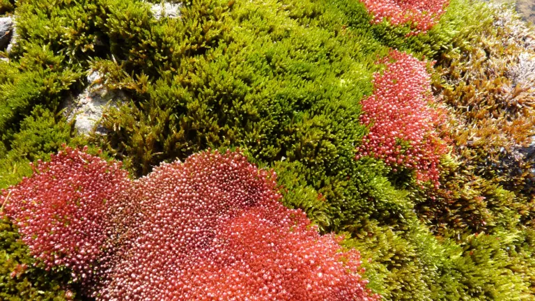 Arctic tundra bryophytes