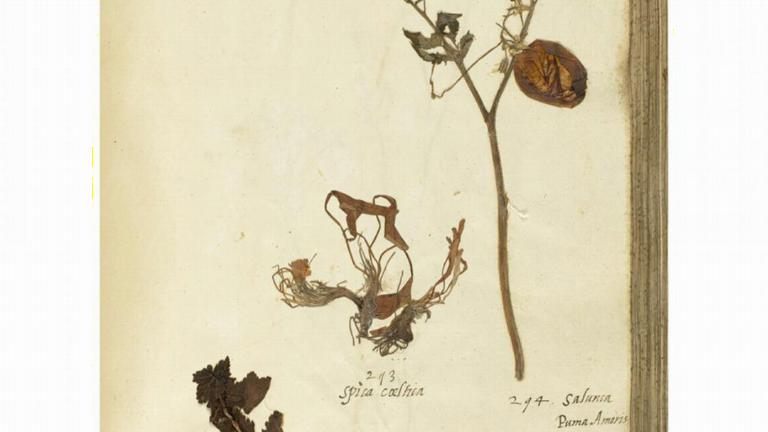 Tomaat En Tibi-herbarium