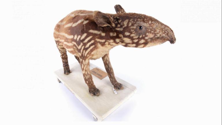 Calf of tapir