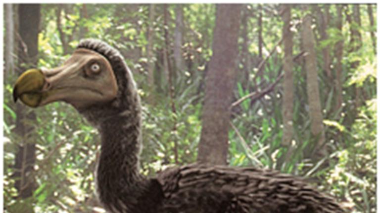 Slanke dodo van channel 4