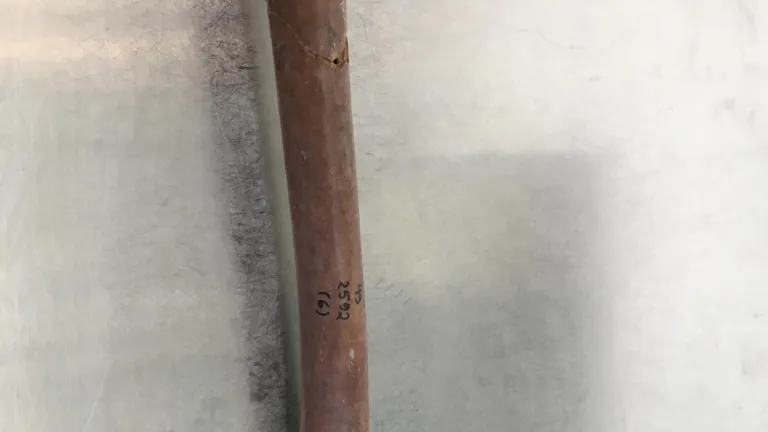 Ancient lynx bone
