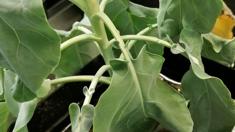Brassica during drought