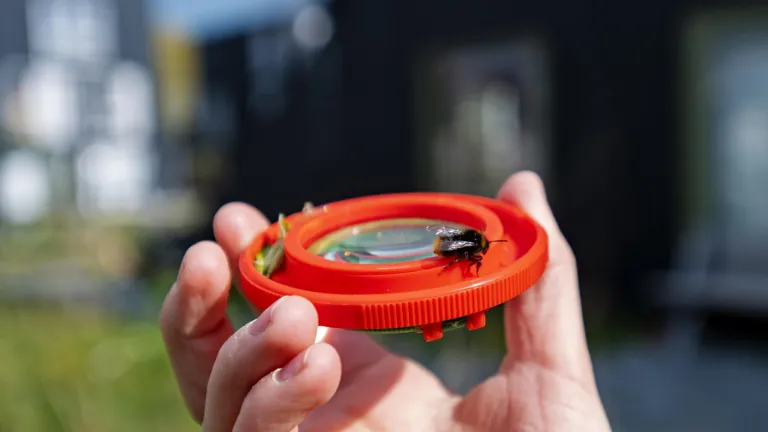 Insect op dekseltje