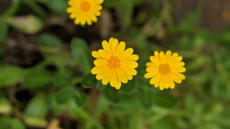 Madeira calendula