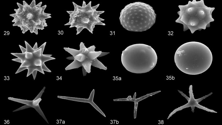 Sponge Spicules from Cores