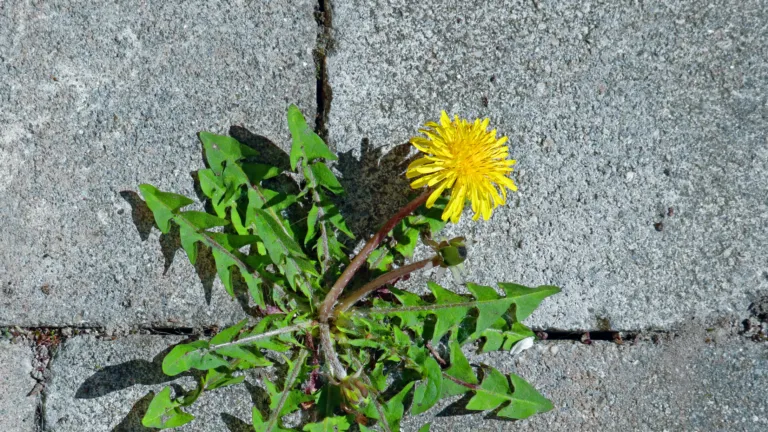 Tegels met paardenbloem