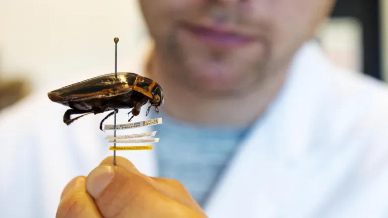 Onderzoek van Naturalis