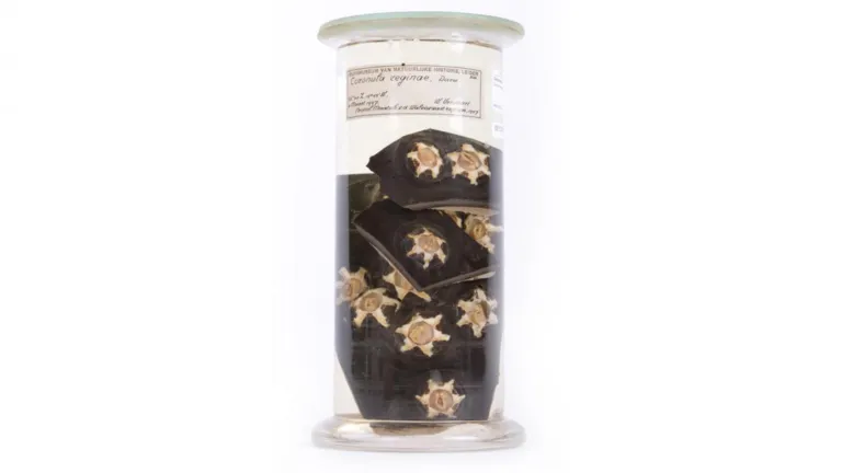 Barnacles in whale skin