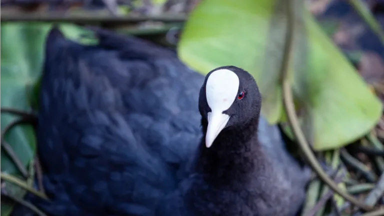 Common Coot