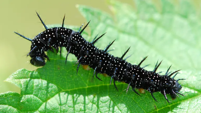 Rups