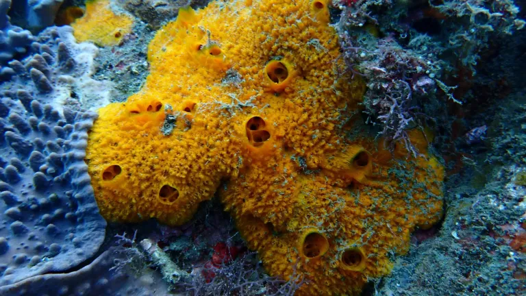 Sponges from Taiwan