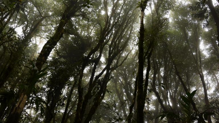 rainforest ecosystem Costa Rica