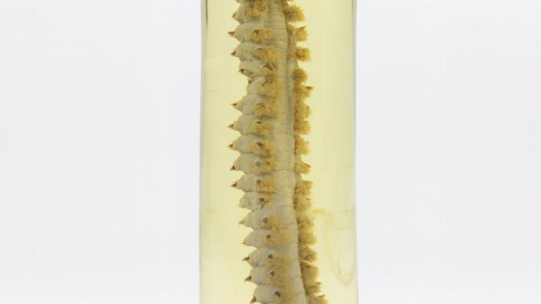 	RMNH.VER.1274 a marine worm on alcohol