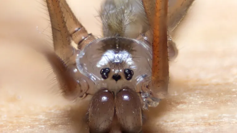 cellar spider
