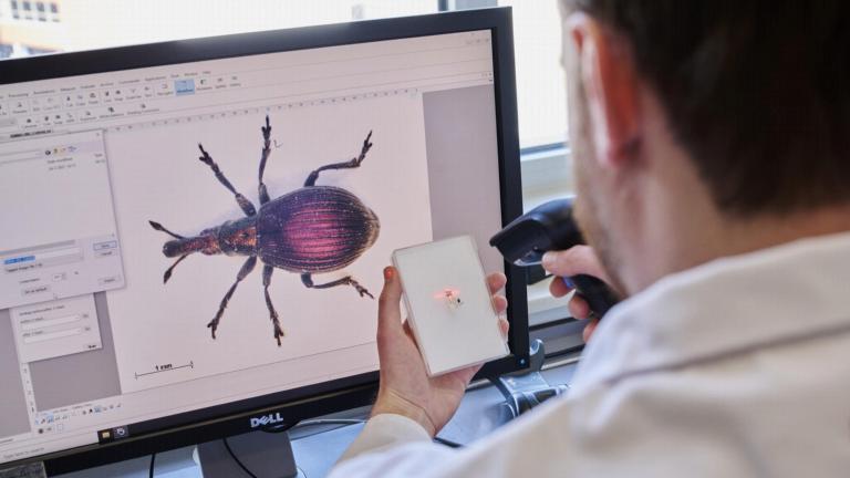 Insect scanner