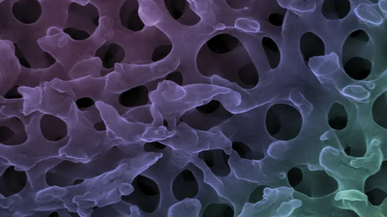 Network of keratin and air inside feathers produces blue color