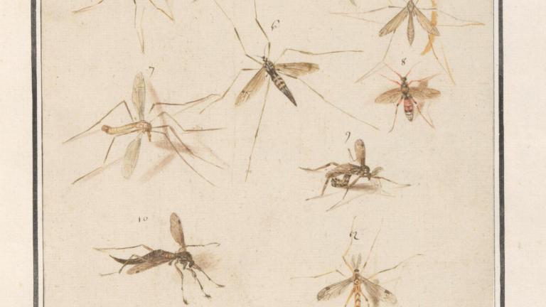 13 muggen door Anselmus de Boodt