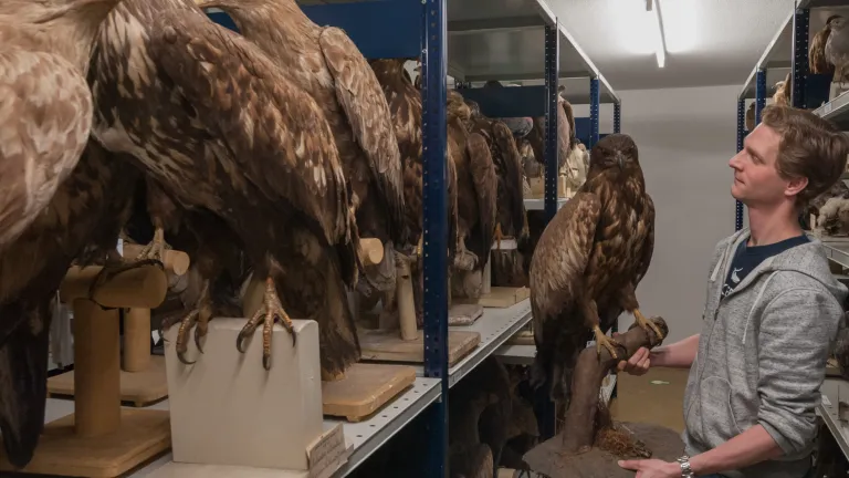 bird of prey collection