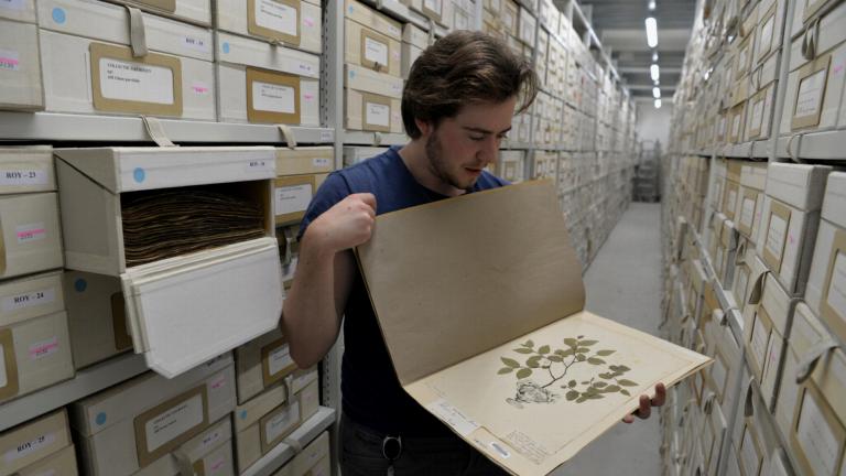 Marnel met een herbarium-exemplaar