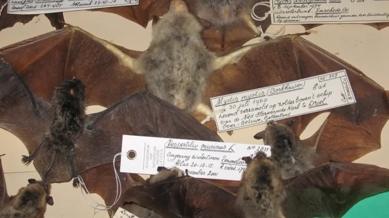 Private bat collection