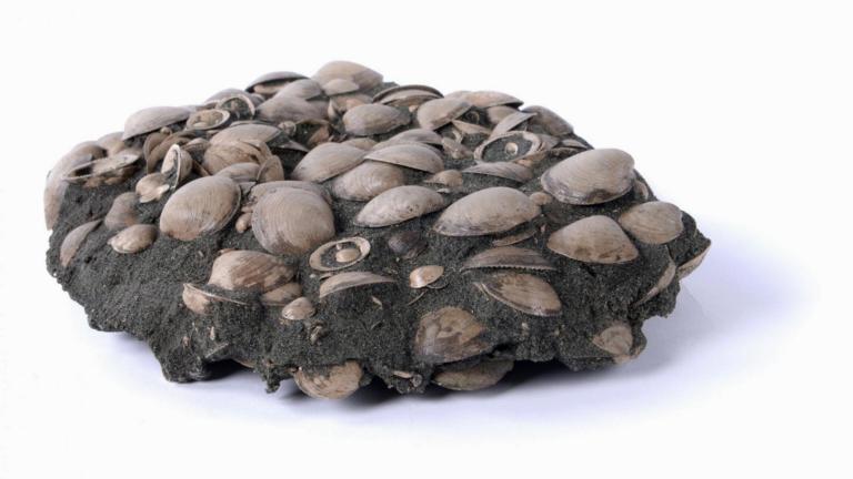 Fossiele marmerschelpen, een topstuk uit onze collectie, geschonken door een privé-verzamelaar