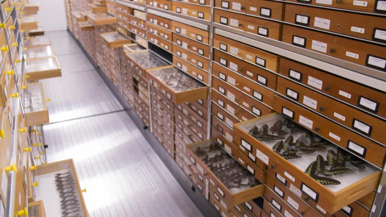 Vlinders in de Naturalis-collectie