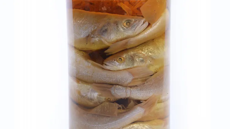 Fish from Bleeker