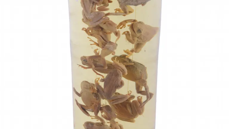 frogs