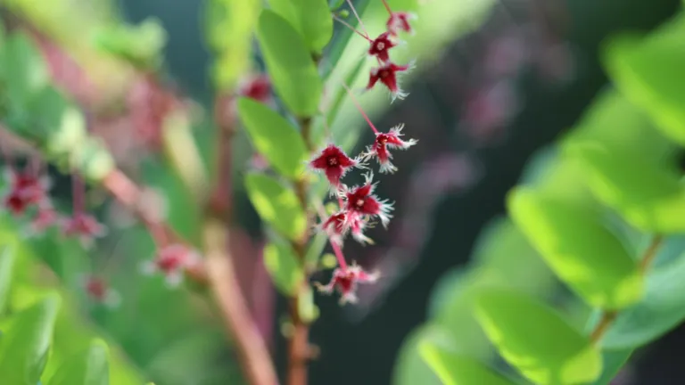 Phyllanthus pulcher