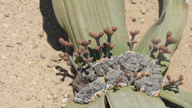 Welwitschia