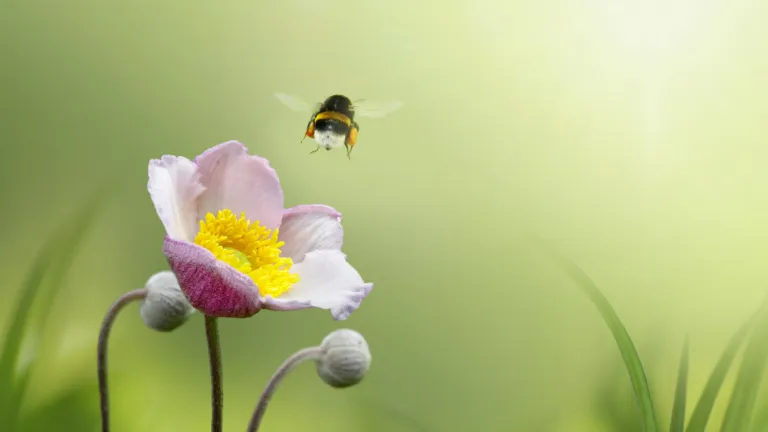 Wegvliegende hommel op een bloem