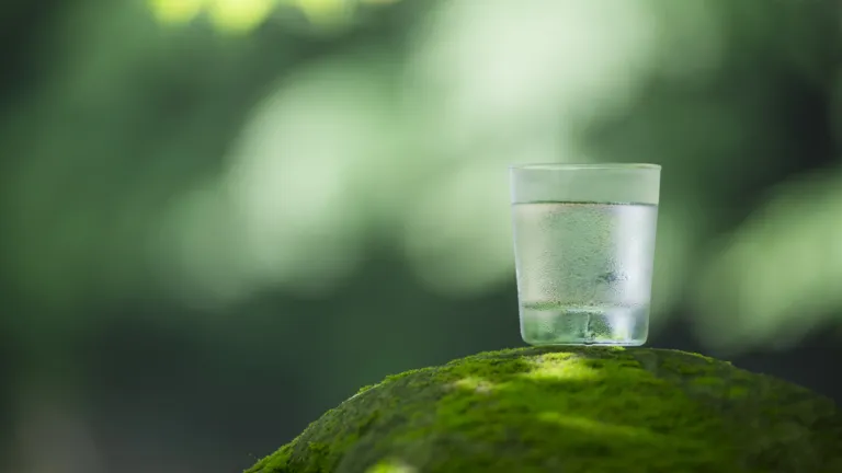 Glas water in het bos 