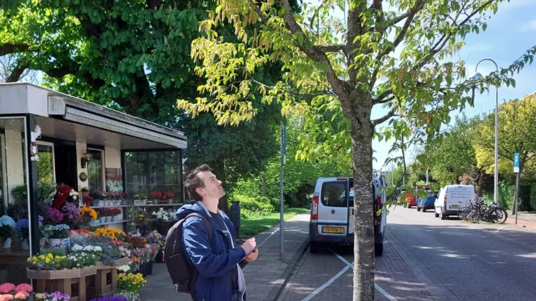 Naturalis promovendus Nemi Dorst maps a Carpinus tree, a plant that can cause hay fever.