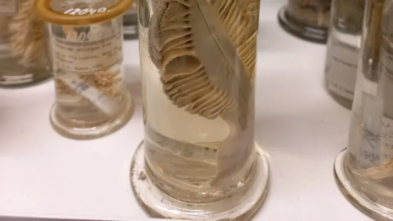 Pot of coral on formaldehyde