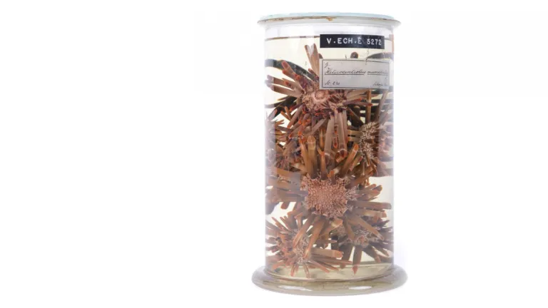 Sea urchins on alcohol
