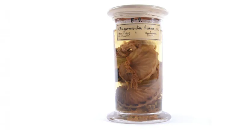 Papiernautilusjes in een pot