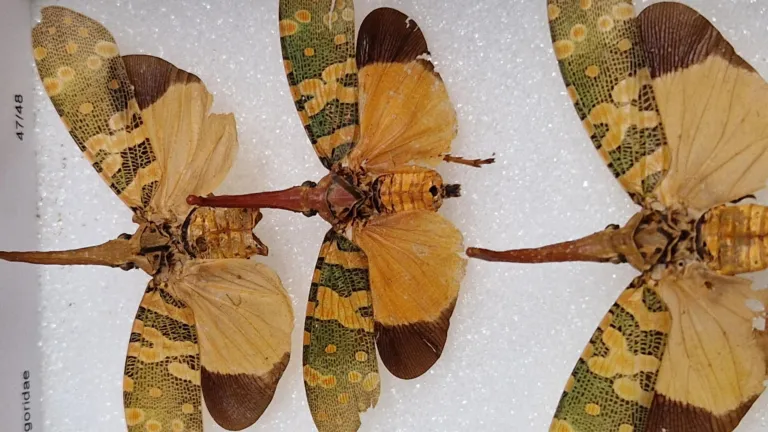 Cicadas