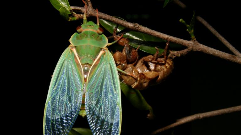 Nog een cicade