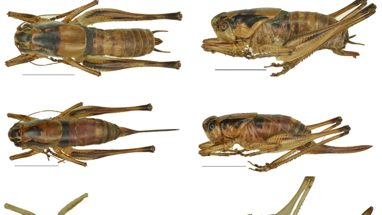 Grasshoppers