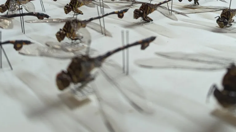Dragonflies and drawers