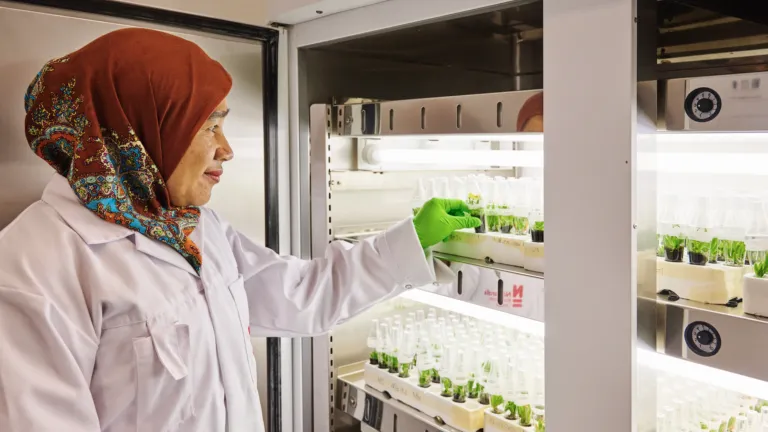 Dewi at a growing cabinet