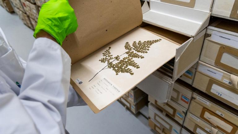 Medewerker Naturalis toont herbariumvel