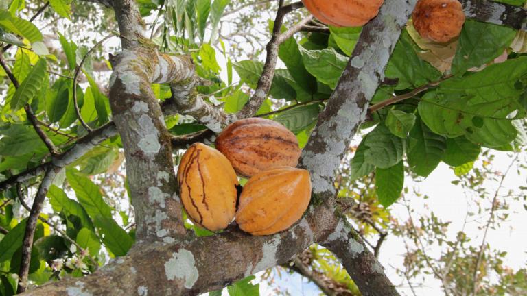 Cocoa fruits on a tree