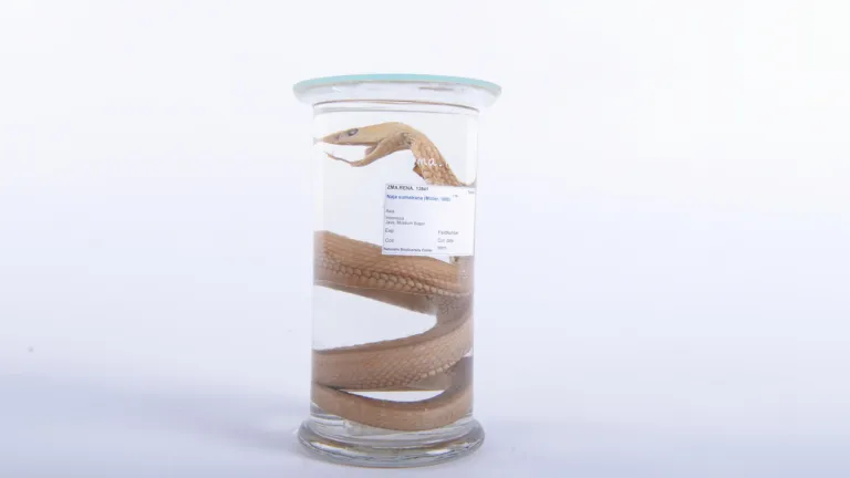 Sumatraanse cobra