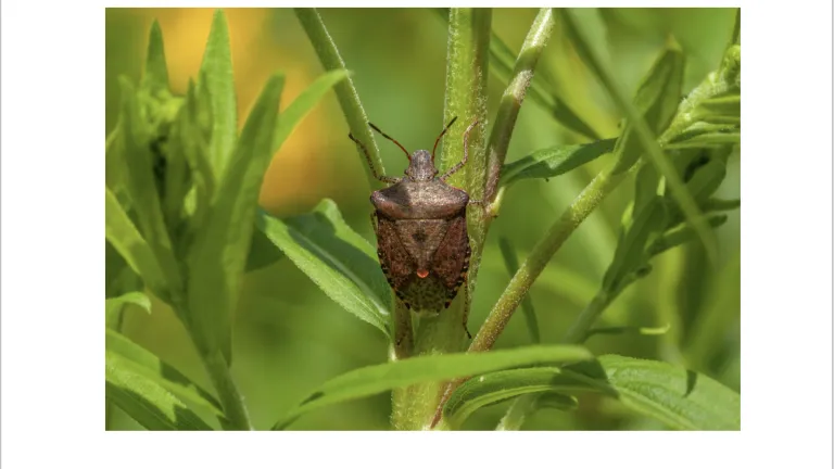 Groene schildwants